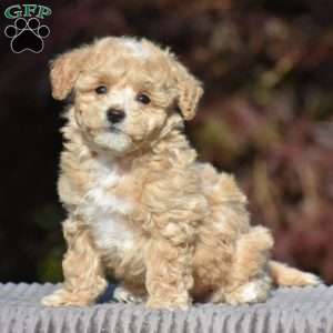 Buxton, Bich-Poo Puppy